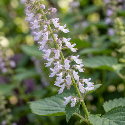 Korean Perilla Herb Seeds for Home Gardens