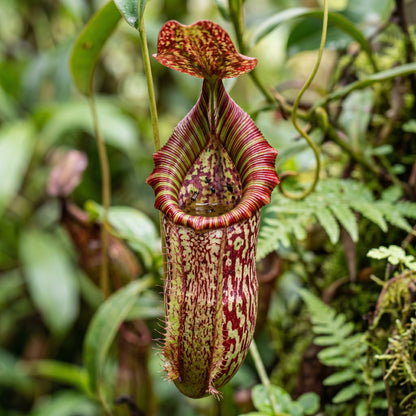 Nepenthes Pitcher Plant Seeds
