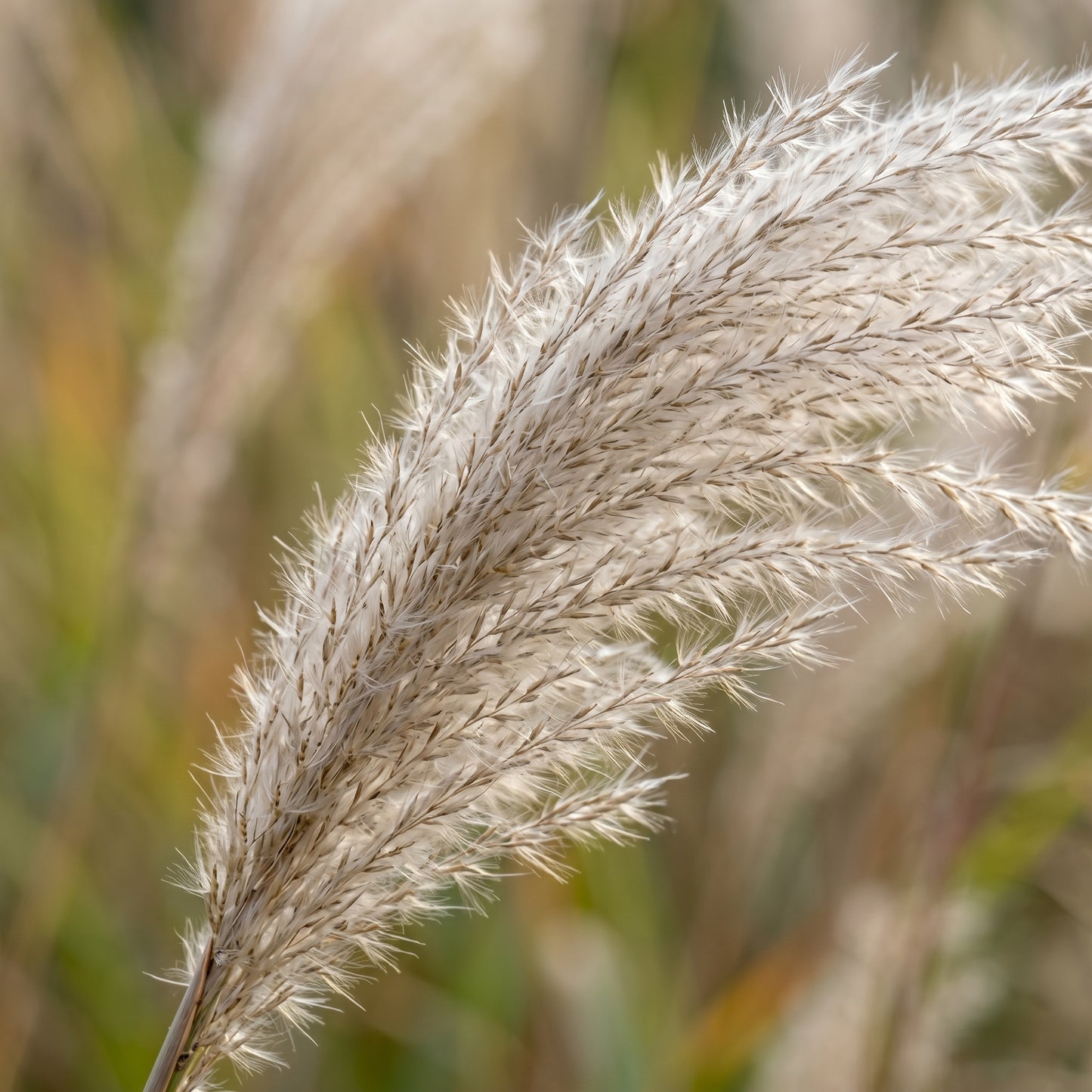 Chinese Miscanthus Grass Seeds
