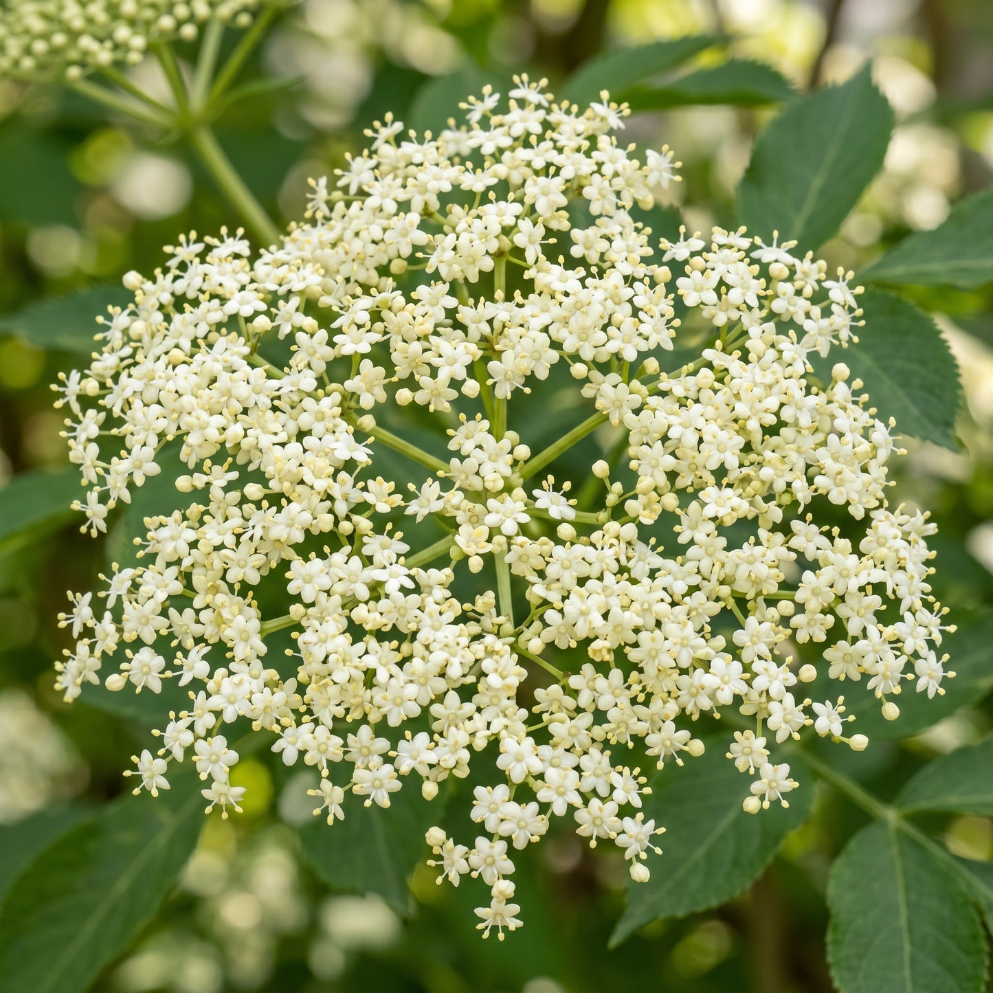 Elderberry Fruit Seeds for Outdoor Planting - Hardy Berry Shrub Seeds for Home Gardens, Borders & Landscape Growing