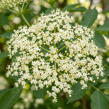 Elderberry Fruit Seeds for Outdoor Planting - Hardy Berry Shrub Seeds for Home Gardens, Borders & Landscape Growing