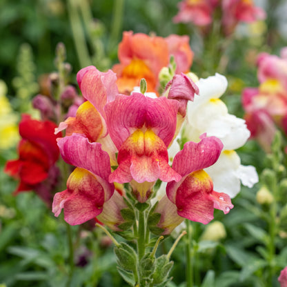 Fairy Bouquet Mix Snapdragon Seeds - Colorful Seasonal Flower Seeds for Containers & Outdoor Garden Beds