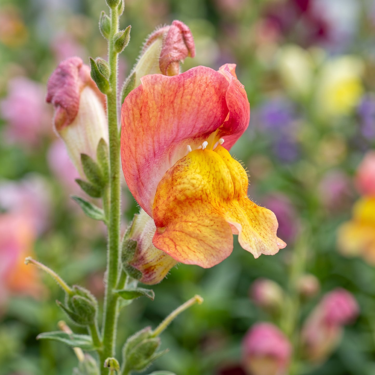 Fairy Bouquet Mix Snapdragon Seeds - Colorful Seasonal Flower Seeds for Containers & Outdoor Garden Beds