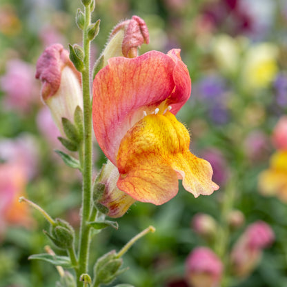 Fairy Bouquet Mix Snapdragon Seeds - Colorful Seasonal Flower Seeds for Containers & Outdoor Garden Beds