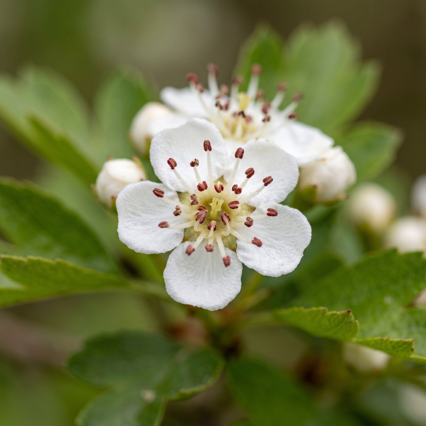 Wild Hawthorn Tree Seeds (Crataegus monogyna) – Hawthorn Shrub Seeds