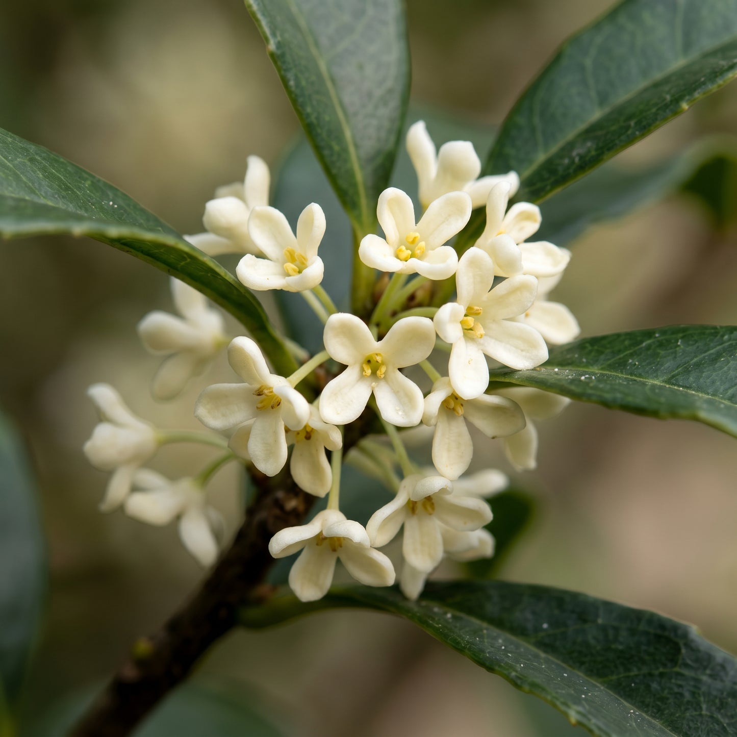 Sweet Olive Shrub Seeds - Fragrant Flowering Shrub Seeds for Containers, Borders & Landscape Gardens