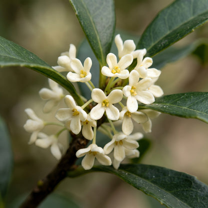 Sweet Olive Shrub Seeds - Fragrant Flowering Shrub Seeds for Containers, Borders & Landscape Gardens