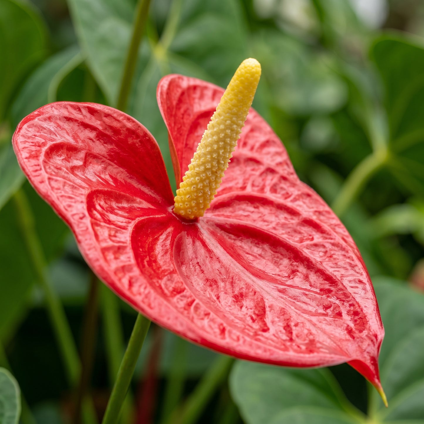 Red Anthurium Flower Seeds for Indoor Planting - Tropical Decorative Flower Plants for Containers & Home Gardens