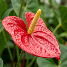 Red Anthurium Flower Seeds for Indoor Planting - Tropical Decorative Flower Plants for Containers & Home Gardens