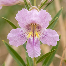 Desert Willow Tree Seeds for Outdoor Planting - Drought Tolerant Flowering Trees for Landscapes & Garden Borders