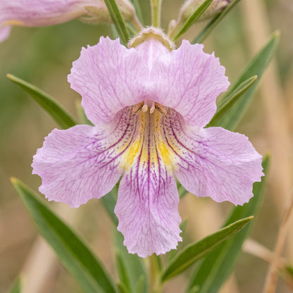 Desert Willow Tree Seeds for Outdoor Planting - Drought Tolerant Flowering Trees for Landscapes & Garden Borders