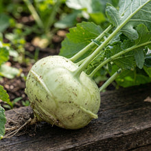 Early White Vienna Kohlrabi Seeds for Vegetable Gardens - Compact Round Bulb Plants for Outdoor Growing