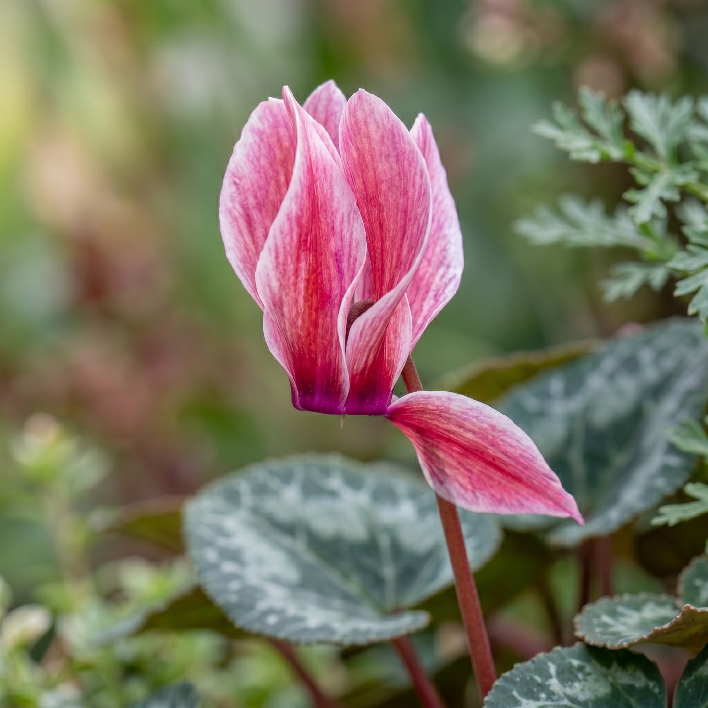 Dreamscape Mix Cyclamen Seeds for Containers - Compact Seasonal Flower Plants for Indoor & Outdoor Decorative Displays