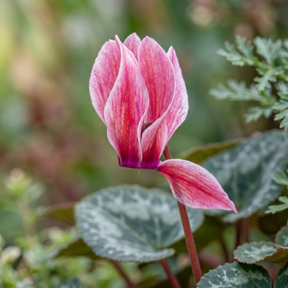 Dreamscape Mix Cyclamen Seeds for Containers - Compact Seasonal Flower Plants for Indoor & Outdoor Decorative Displays