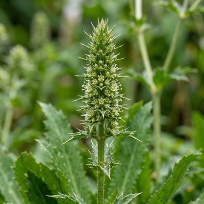 Culantro Herb Seeds for Home Gardens - Aromatic Tropical Herb Plants for Outdoor Beds & Container Growing