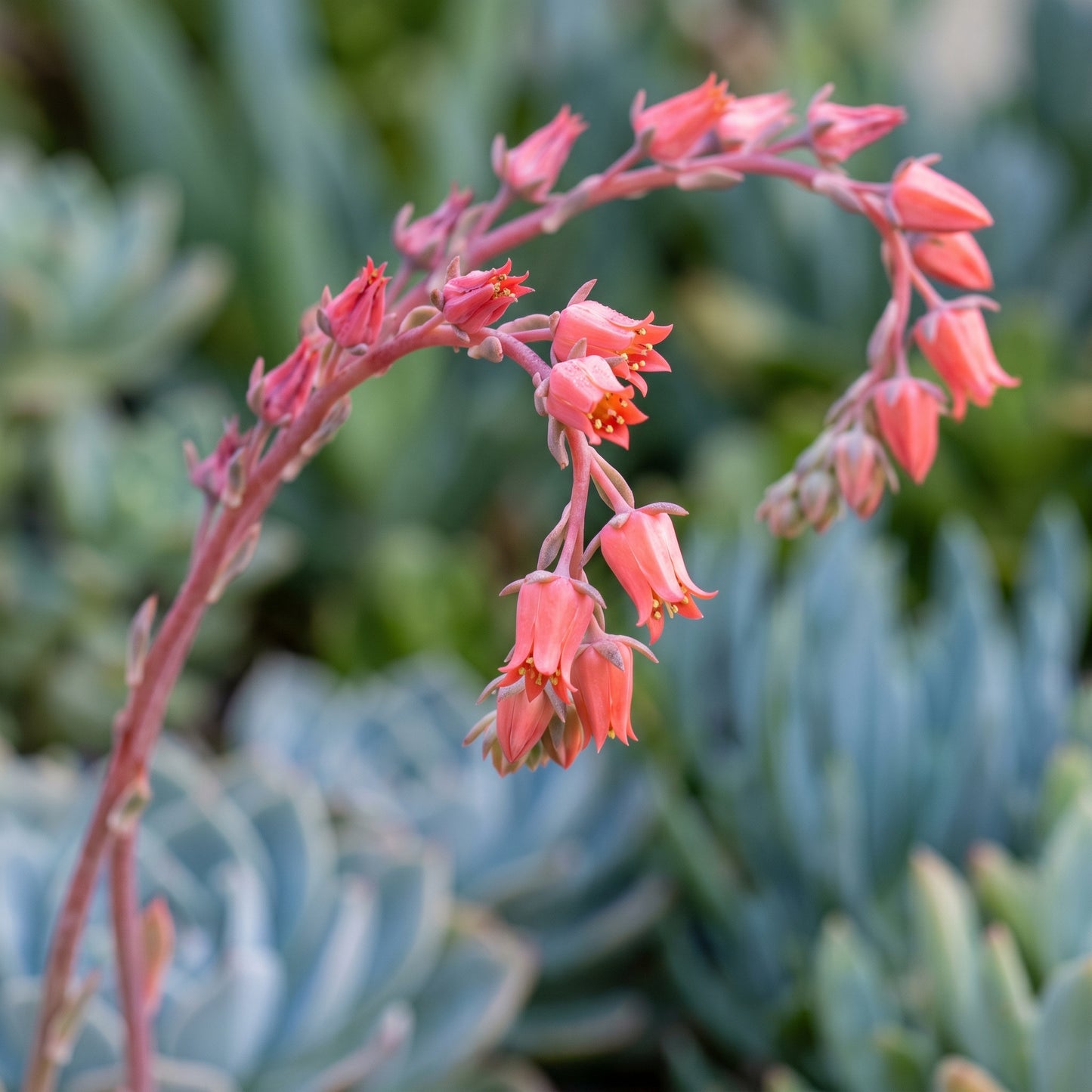 Echeveria Peacockii Succulent Seeds for Indoor & Outdoor Planting - Decorative Rosette Succulents for Containers
