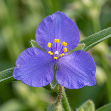 Spiderwort Flower Seeds for Pollinator Gardens - Blue Violet Perennial Blooms for Borders & Outdoor Landscapes