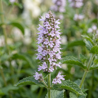 Mint Herb Seeds for Indoor & Outdoor Growing