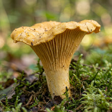 Chanterelle Growing Spores for Indoor Cultivation