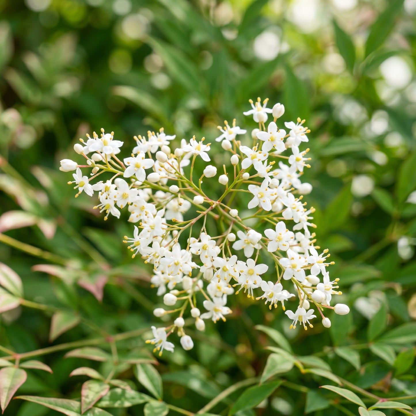 Heavenly Bamboo Shrub Seeds for Landscapes