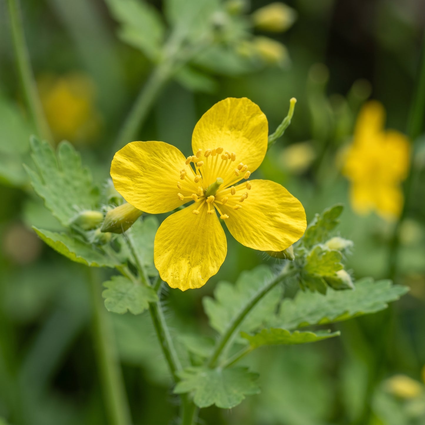 Greater Celandine Herb Seeds for Planting