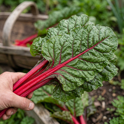 Swiss Chard Rhubarb Seeds for Vegetable Gardens