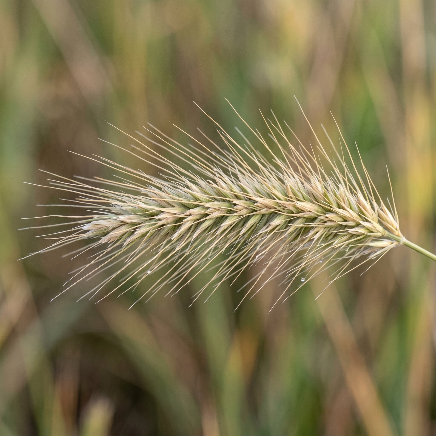 Bottlebrush Grass Seeds for Native Landscapes