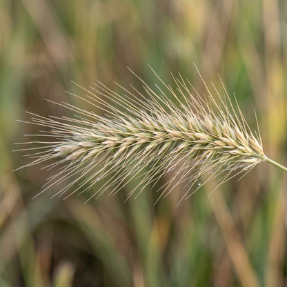 Bottlebrush Grass Seeds for Native Landscapes