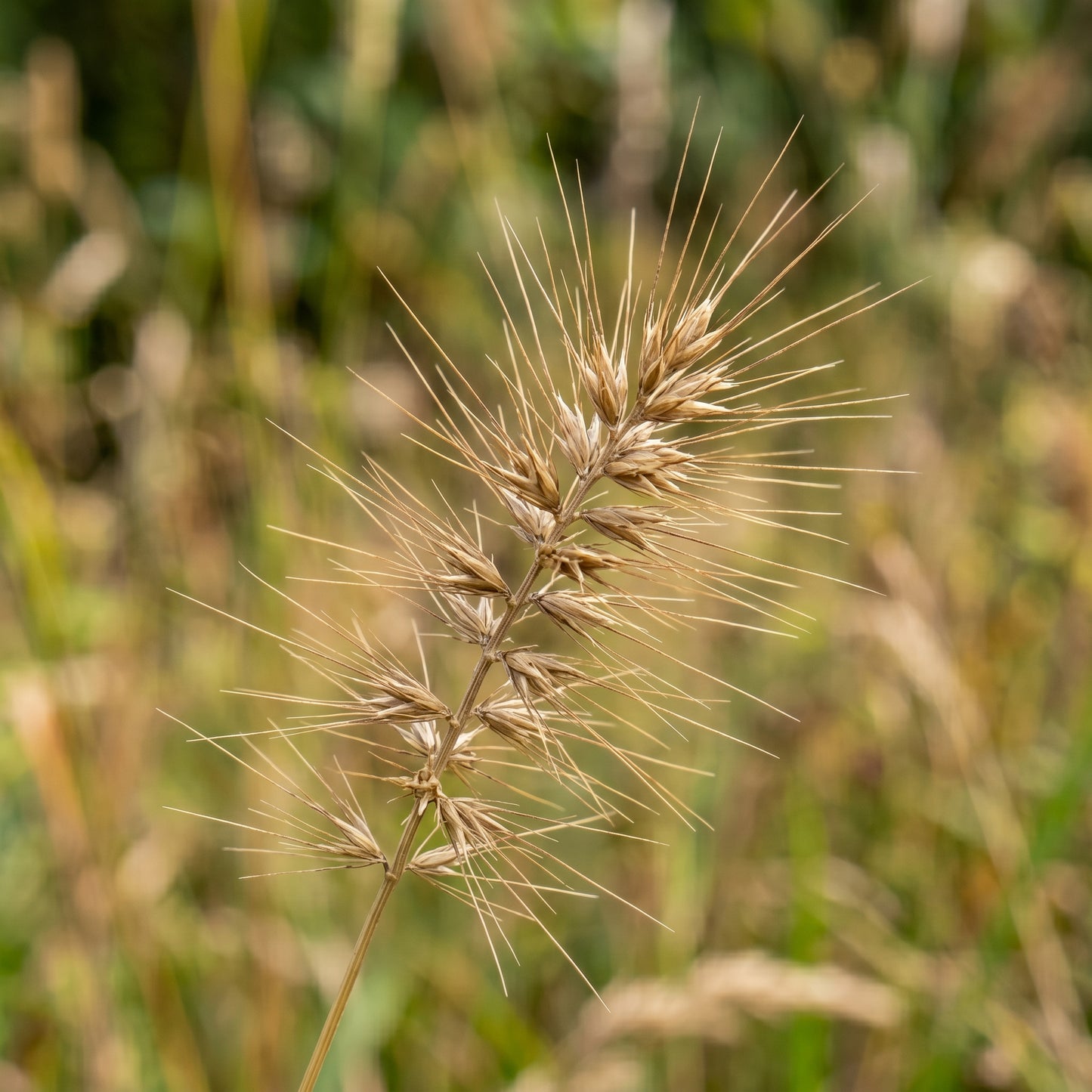Bottlebrush Grass Seeds for Native Landscapes