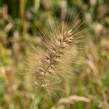 Bottlebrush Grass Seeds for Native Landscapes