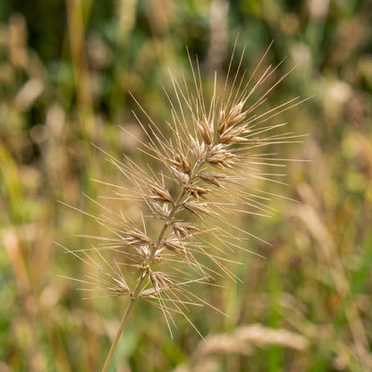 Bottlebrush Grass Seeds for Native Landscapes