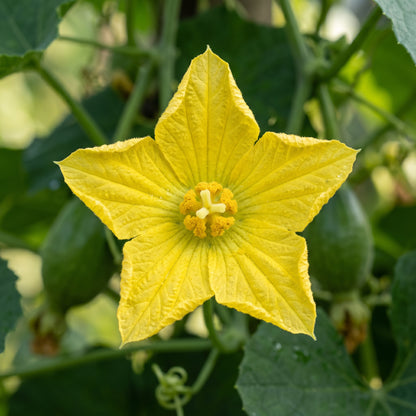 Luffa Gourd Seeds for Trellis Gardens