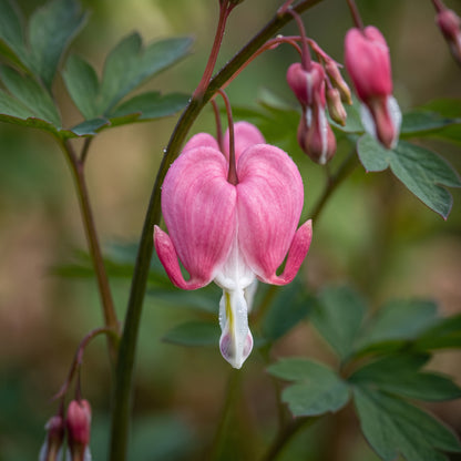 Dicentra Formosa Flower Seeds for Shade Gardens