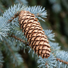 Blue Spruce Bonsai Tree Seeds for Planting