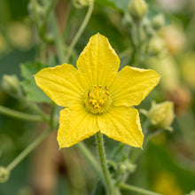 Smooth Sponge Gourd Seeds for Outdoor Growing