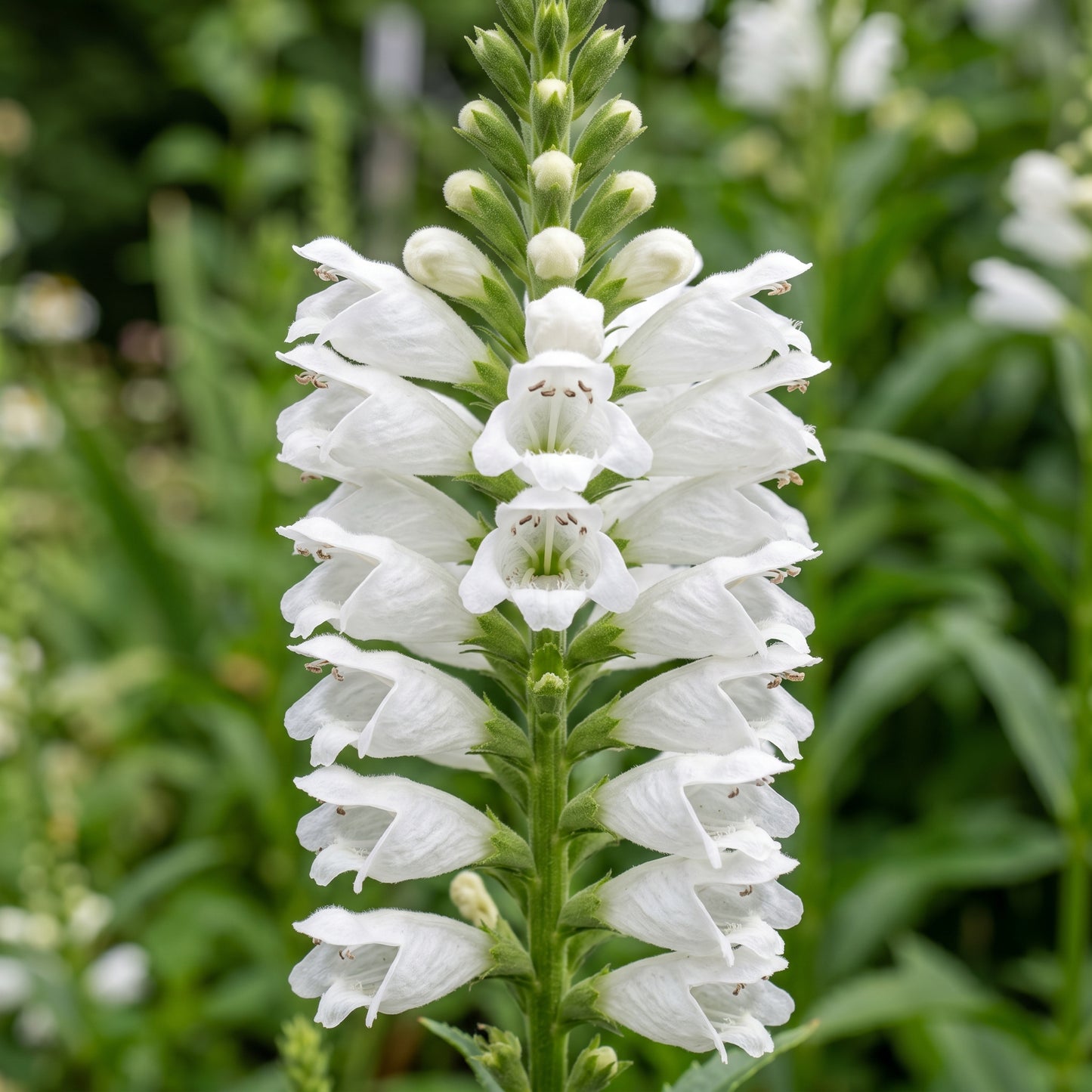 Obedient Crystal Peak Flower Seeds
