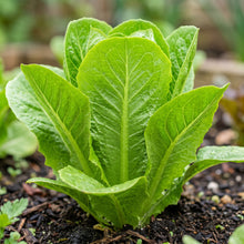 Romaine Lettuce Seeds for Home Gardens