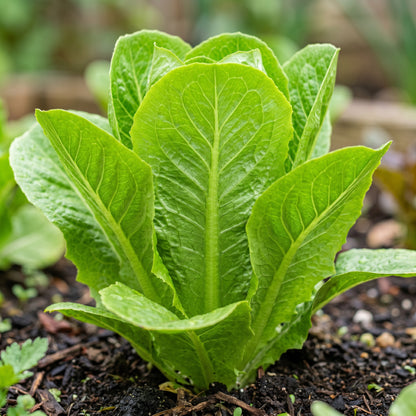 Romaine Lettuce Seeds for Home Gardens