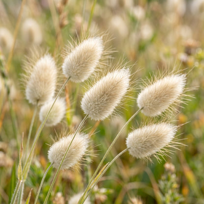 Bunny Tails Grass Seeds for Gardens
