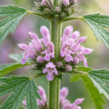 Motherwort Herb Seeds for Home Gardens