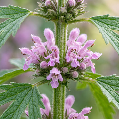 Motherwort Herb Seeds for Home Gardens