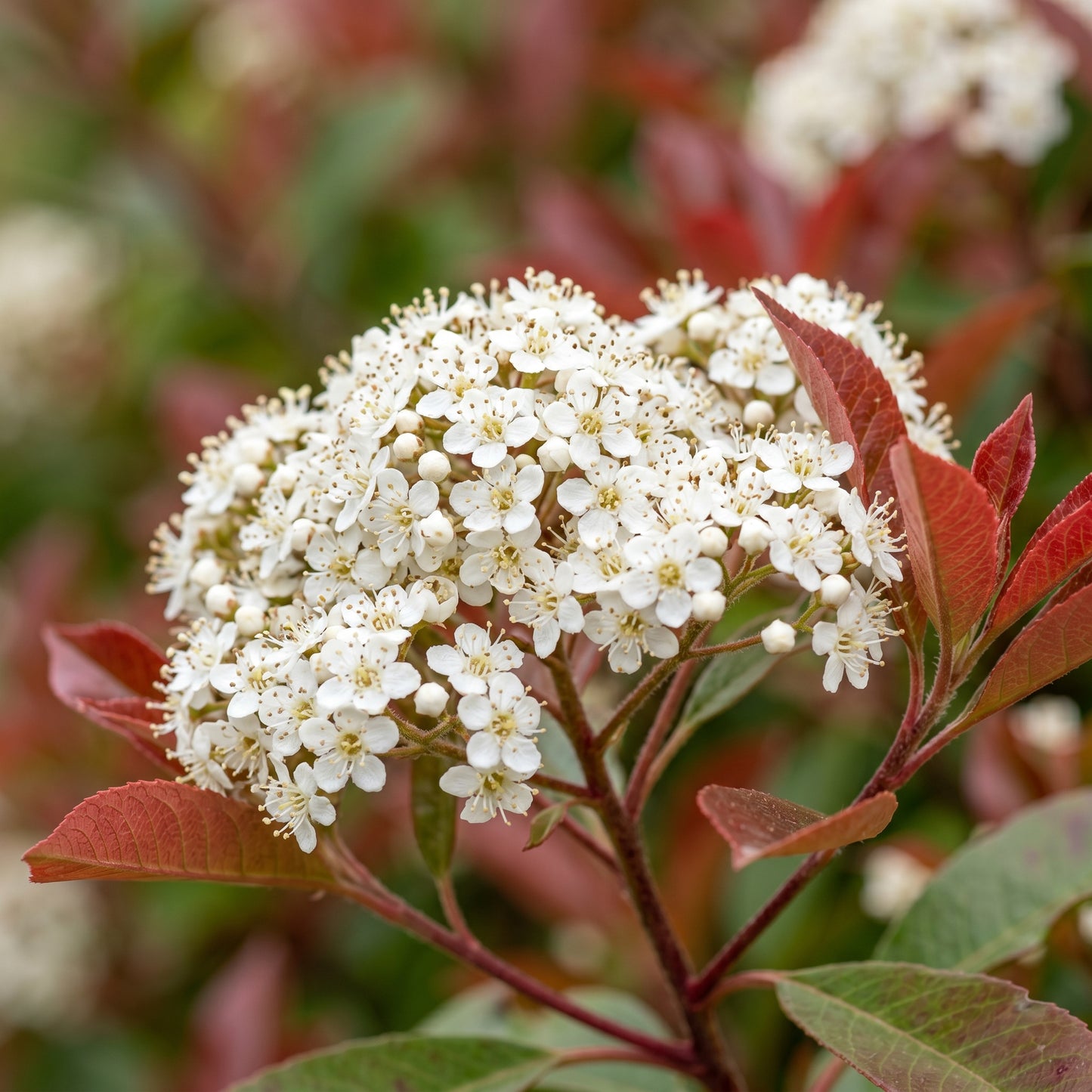 Red Robin Photinia Shrub Seeds