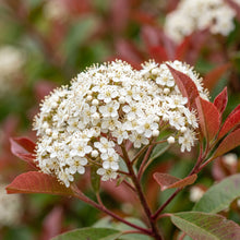 Red Robin Photinia Shrub Seeds