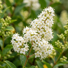 Common Privet Hedge Seeds for Gardens