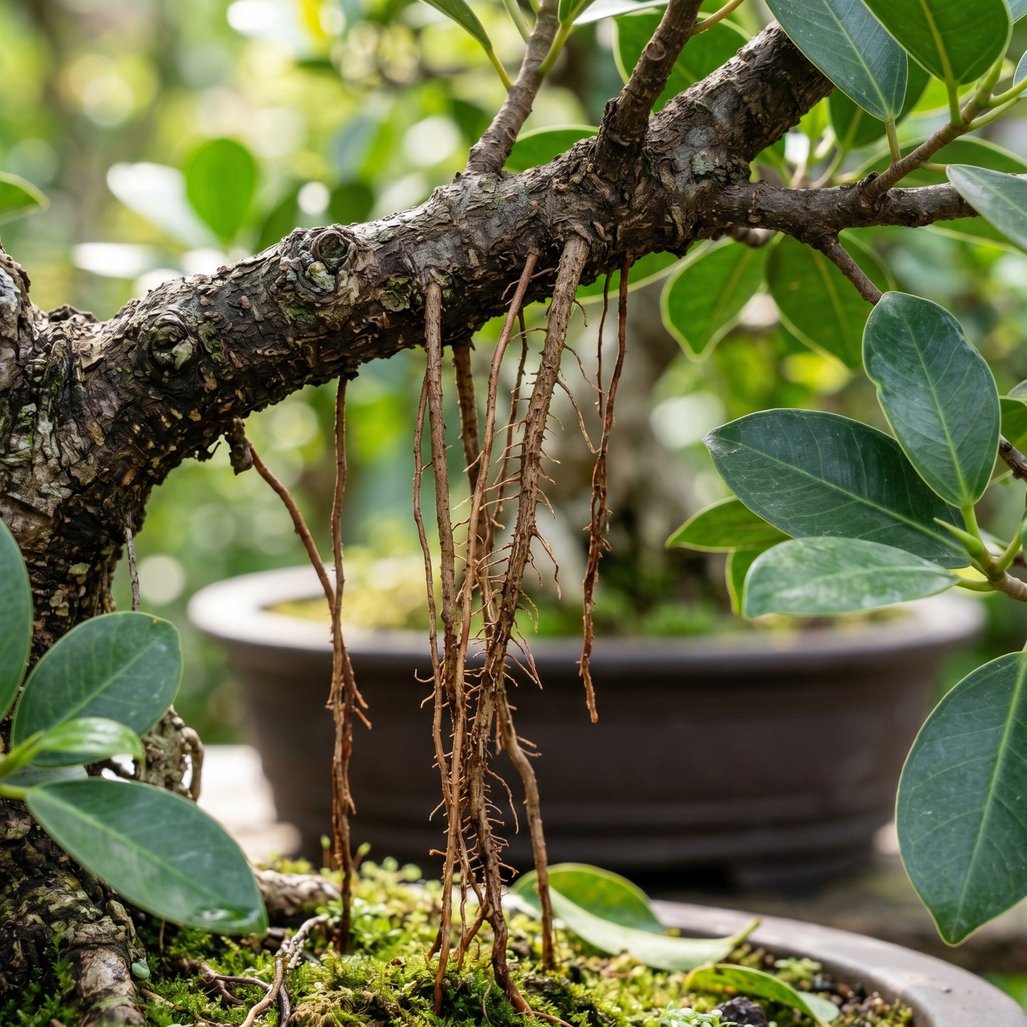 Indian Banyan Bonsai Tree Seeds