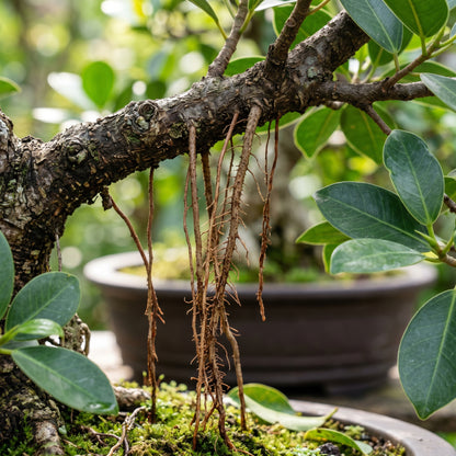 Indian Banyan Bonsai Tree Seeds