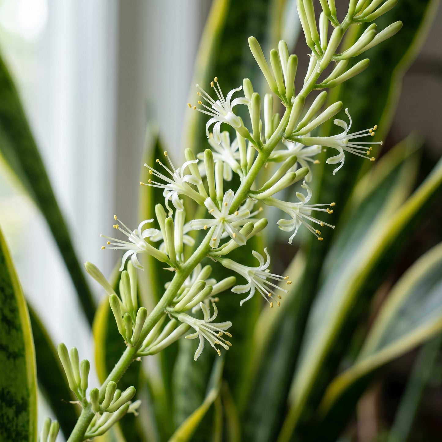 Snake Plant Seeds for Indoor Gardens