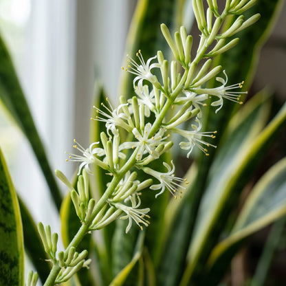 Snake Plant Seeds for Indoor Gardens