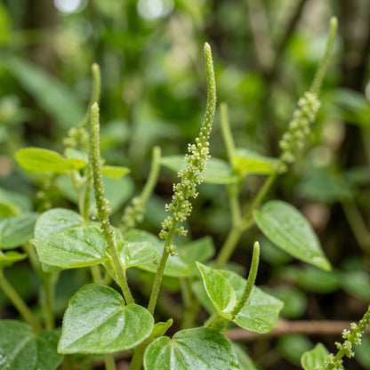 Peperomia Pellucida Herb Seeds