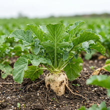 Trophy Forage Rape Seeds for Plots
